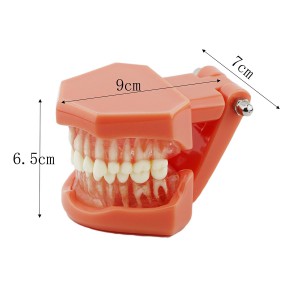 歯科上下顎標準教学模型 歯磨き指導研究治療説明用180度開閉式模型 脱着可能 赤ベース