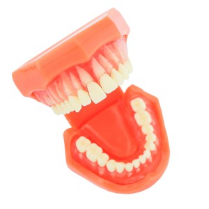 歯科上下顎標準教学模型 歯磨き指導研究治療説明用180度開閉式模型 脱着可能 赤ベース