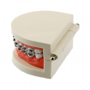 歯科矯正治療説明用メタルブラケット180度開閉式上下額