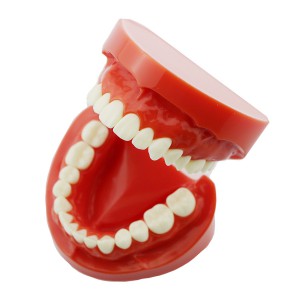 歯科上下顎標準教学模型歯磨き指導用観賞用180度開閉式歯列模型 レッドベース 赤