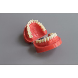 歯科1:1教学模型成人標準デンタルモデル