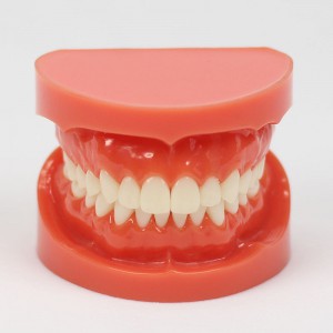 歯科1:1教学模型成人標準デンタルモデル