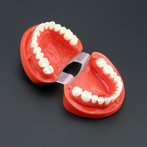 歯科模型上下顎モデル 標準教学模型 研究 説明用 7004 赤