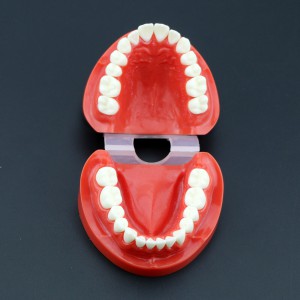 歯科模型上下顎モデル 標準教学模型 研究 説明用 7004 赤