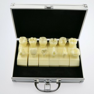 歯科模型4倍キャビティ準備研究モデル #7009 01