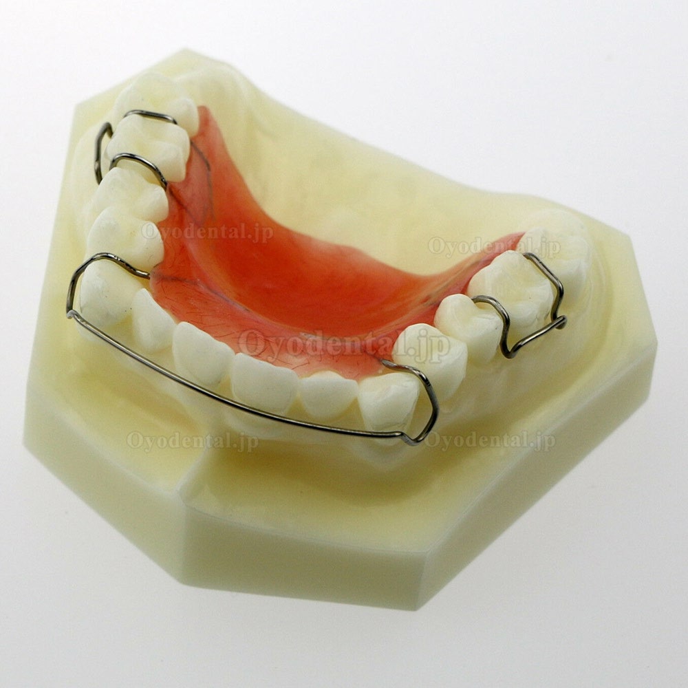 歯科模型ホーレー リテーナー模型 Hawleyリテーナーモデル #3007 01