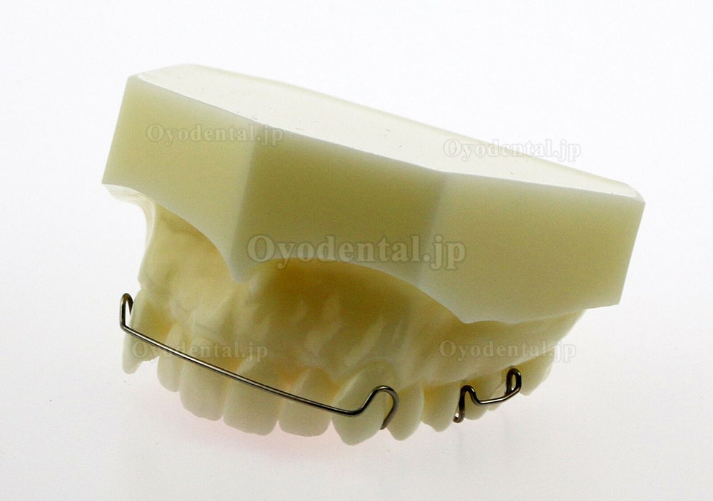 歯科模型ホーレー リテーナー模型 Hawleyリテーナーモデル #3007 01