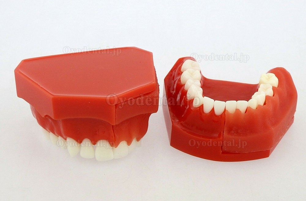 歯列モデル永久歯デモンストレーション教学研究用模型4006#