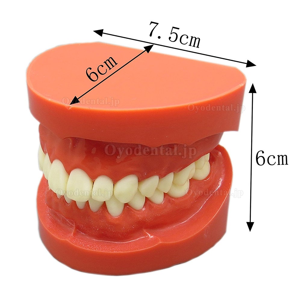 歯科上下顎標準教学模型歯磨き指導用観賞用180度開閉式歯列模型 レッドベース 赤
